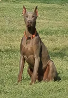 Mac, a male Doberman Pinscher for sale in Bridgeport, TX – 5 of 5