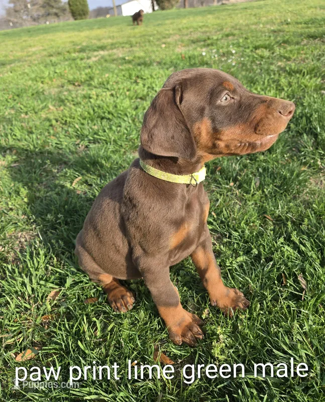 Lime green paw print male