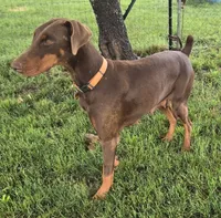 Mac, a male Doberman Pinscher for sale in Bridgeport, TX – 4 of 5
