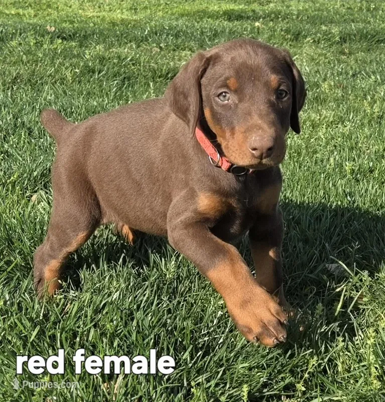 Red female 