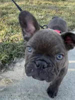 Chaco, a male French Bulldog for sale in Temple, TX – Photo 7 of 7