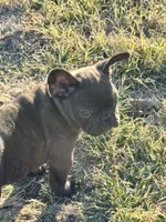 Chaco, a male French Bulldog for sale in Temple, TX – Photo 3 of 7