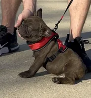 Chaco, a male French Bulldog for sale in Temple, TX – Photo 4 of 7