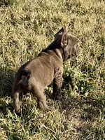 Chaco, a male French Bulldog for sale in Temple, TX – Photo 5 of 7