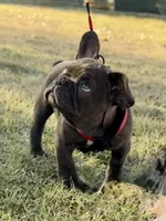 Chaco, a male French Bulldog for sale in Temple, TX – Photo 2 of 7