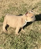 Bentley, a male French Bulldog for sale in Temple, TX – Photo 5 of 6