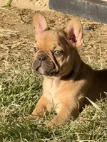 Snickers, a female French Bulldog for sale in Temple, TX – Photo 1 of 7