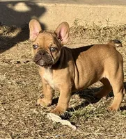Snickers, a female French Bulldog for sale in Temple, TX – Photo 3 of 7