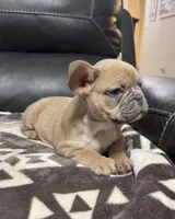 Bentley, a male French Bulldog for sale in Temple, TX – Photo 1 of 6