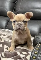 Bentley, a male French Bulldog for sale in Temple, TX – Photo 4 of 6