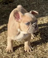 Bentley, a male French Bulldog for sale in Temple, TX – Photo 6 of 6