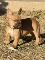 Snickers, a female French Bulldog for sale in Temple, TX – Photo 6 of 7