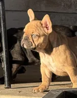 Snickers, a female French Bulldog for sale in Temple, TX – Photo 4 of 7