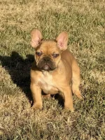 Snickers, a female French Bulldog for sale in Temple, TX – Photo 7 of 7