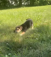 Sugar, a female Shiba Inu and Border Collie for sale in Smiths Creek, MI – 4 of 6