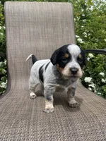 Wyatt, a male Australian Cattle Dog for sale in Richmond, MI – 5 of 6