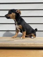 Sofia , a female Jack Russell Terrier and Chihuahua for sale in Smiths Creek, MI – 4 of 8