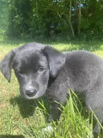 Peanut, a male Shiba Inu and Border Collie for sale in Smiths Creek, MI – 6 of 6