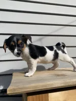 Lady, a female Jack Russell Terrier and Chihuahua for sale in Smiths Creek, MI – 6 of 6