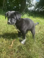 Peanut, a male Shiba Inu and Border Collie for sale in Smiths Creek, MI – 4 of 6