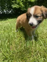 Daisy, a female Australian Shepherd and Border Collie for sale in Richmond, MI – 4 of 10
