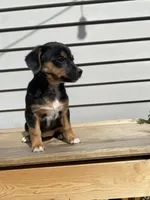Coco, a female Jack Russell Terrier and Chihuahua for sale in Smiths Creek, MI – 2 of 10