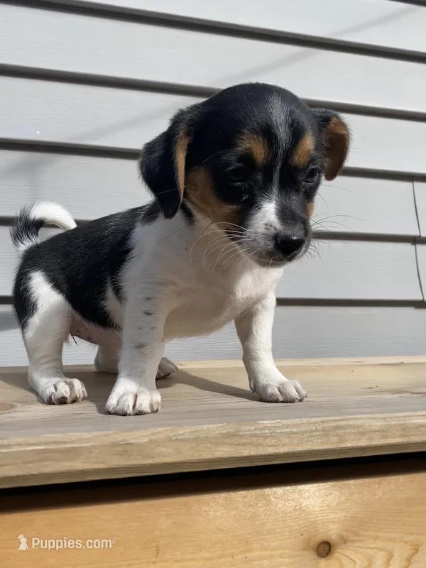 Lady – Jack Russell Terrier, Chihuahua puppy for sale in Smiths Creek, MI