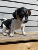 Lady, a female Jack Russell Terrier and Chihuahua for sale in Smiths Creek, MI – 1 of 6