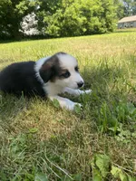 Buddy, a male Australian Shepherd and Border Collie for sale in Richmond, MI – 5 of 5