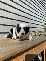 Dinah 🐾, a female Australian Cattle Dog and Border Collie for sale in Smiths Creek, MI – 2 of 8