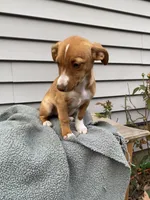 Jill, a female Jack Russell Terrier for sale in Smiths Creek, MI – 5 of 8