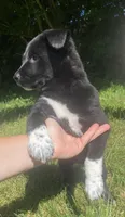 Biscuit, a male Shiba Inu and Border Collie for sale in Smiths Creek, MI – 4 of 6