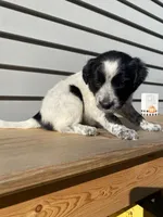 Belle 🐾, a female Australian Cattle Dog and Border Collie for sale in Smiths Creek, MI – 5 of 8