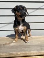 Coco, a female Jack Russell Terrier and Chihuahua for sale in Smiths Creek, MI – 9 of 10
