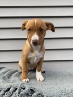 Jill, a female Jack Russell Terrier for sale in Smiths Creek, MI – 3 of 8