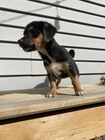 Coco, a female Jack Russell Terrier and Chihuahua for sale in Smiths Creek, MI – 7 of 10