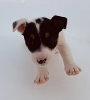 Kai, a male Jack Russell Terrier for sale in Richmond, MI – Photo 1 of 7