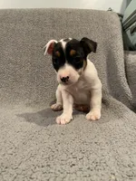 Kai, a male Jack Russell Terrier for sale in Richmond, MI – Photo 3 of 7