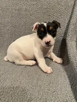 Kai, a male Jack Russell Terrier for sale in Richmond, MI – Photo 6 of 7