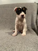 Kai, a male Jack Russell Terrier for sale in Richmond, MI – Photo 4 of 7