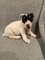 Kai, a male Jack Russell Terrier for sale in Richmond, MI – Photo 7 of 7