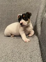 Kai, a male Jack Russell Terrier for sale in Richmond, MI – Photo 5 of 7