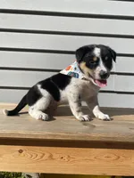 Mickey 🐾, a male Australian Cattle Dog and Border Collie for sale in Smiths Creek, MI – 4 of 9