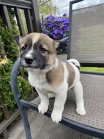 Oakley 🐾, a male Border Collie and Alaskan Husky for sale in Richmond, MI – 6 of 6