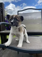 Oakley 🐾, a male Border Collie and Alaskan Husky for sale in Richmond, MI – 4 of 6