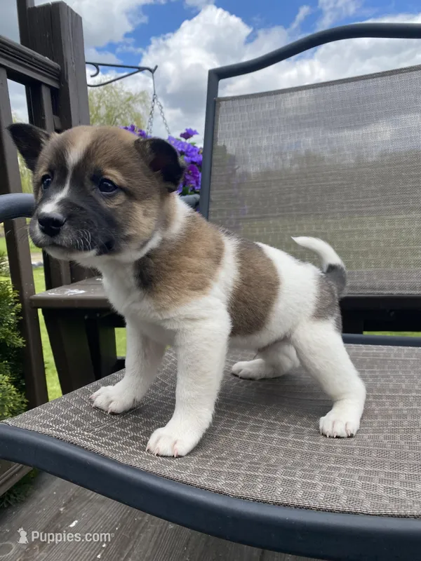 Oakley 🐾 – Border Collie, Alaskan Husky puppy for sale in Richmond, MI