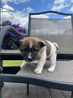 Oakley 🐾, a male Border Collie and Alaskan Husky for sale in Richmond, MI – 5 of 6