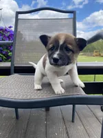 Oakley 🐾, a male Border Collie and Alaskan Husky for sale in Richmond, MI – 3 of 6