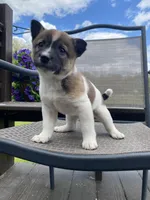 Oakley 🐾, a male Border Collie and Alaskan Husky for sale in Richmond, MI – 2 of 6