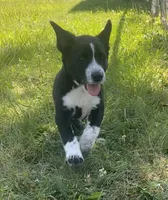 Oreo, a male Shiba Inu and Border Collie for sale in Smiths Creek, MI – 3 of 9